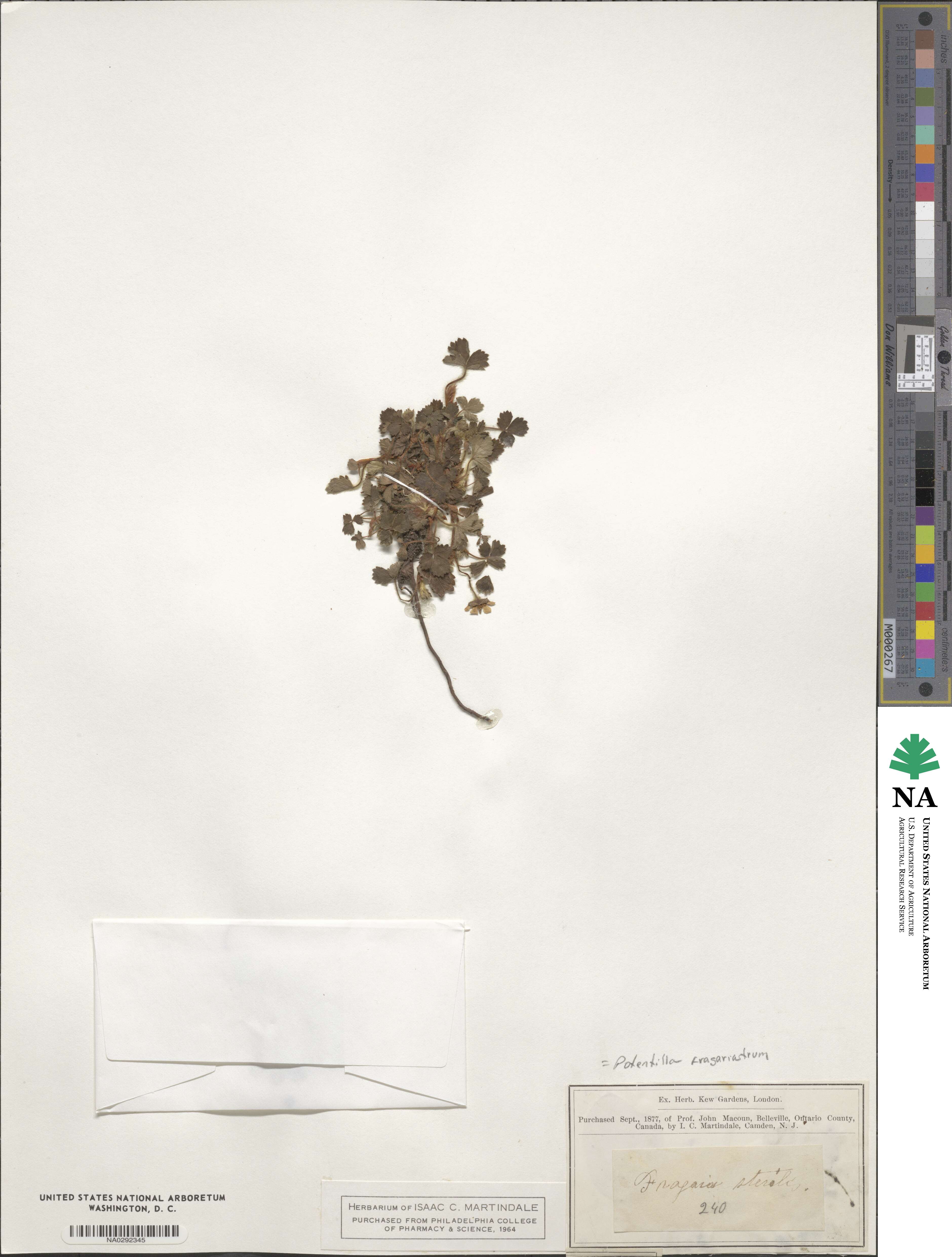 Potentilla sterilis image