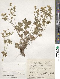 Potentilla crantzii subsp. gelida image