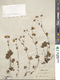 Potentilla grandiflora image