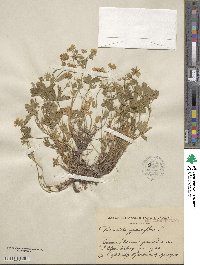 Potentilla grandiflora image