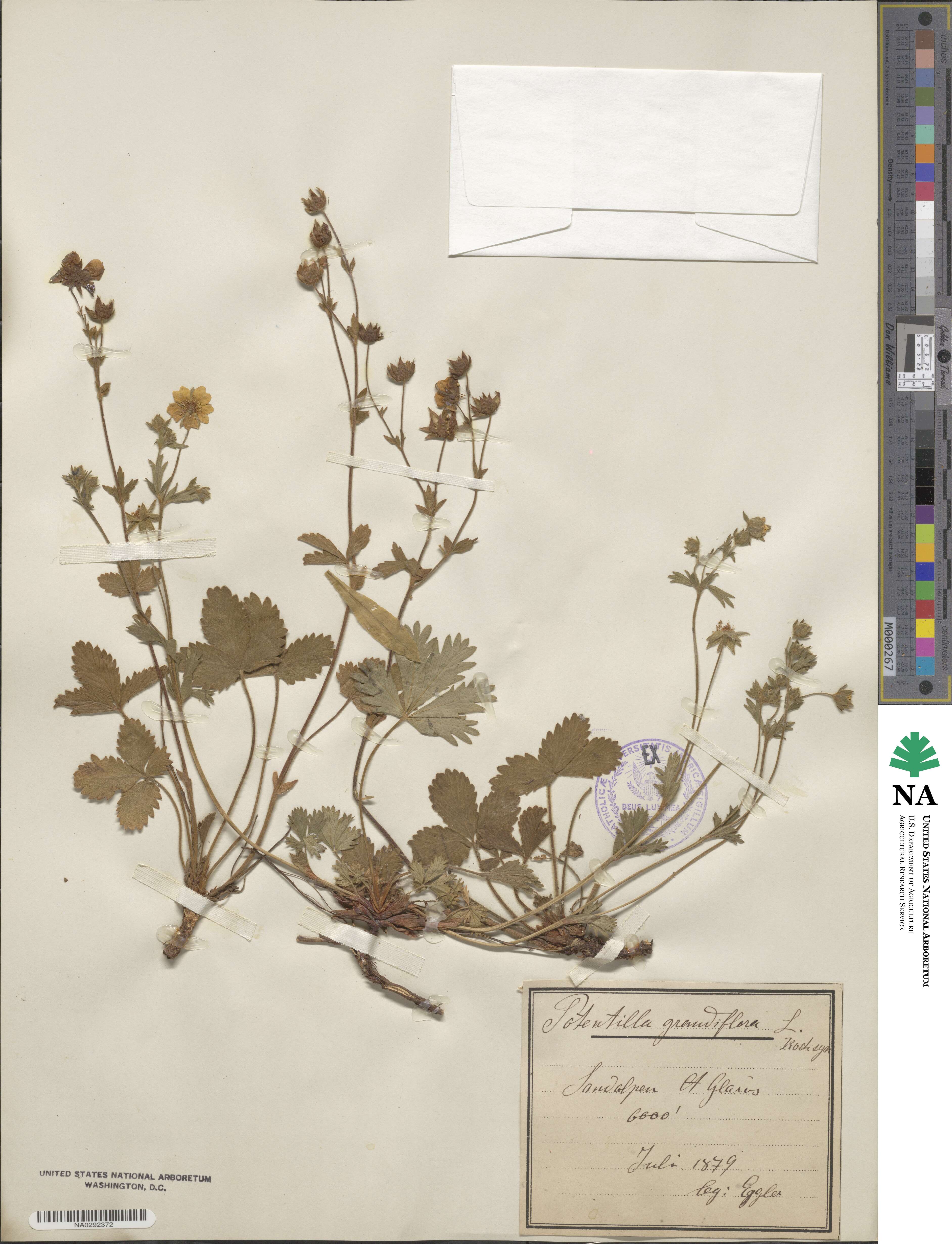 Potentilla grandiflora image