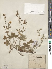 Potentilla grandiflora image