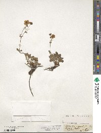 Potentilla grandiflora image