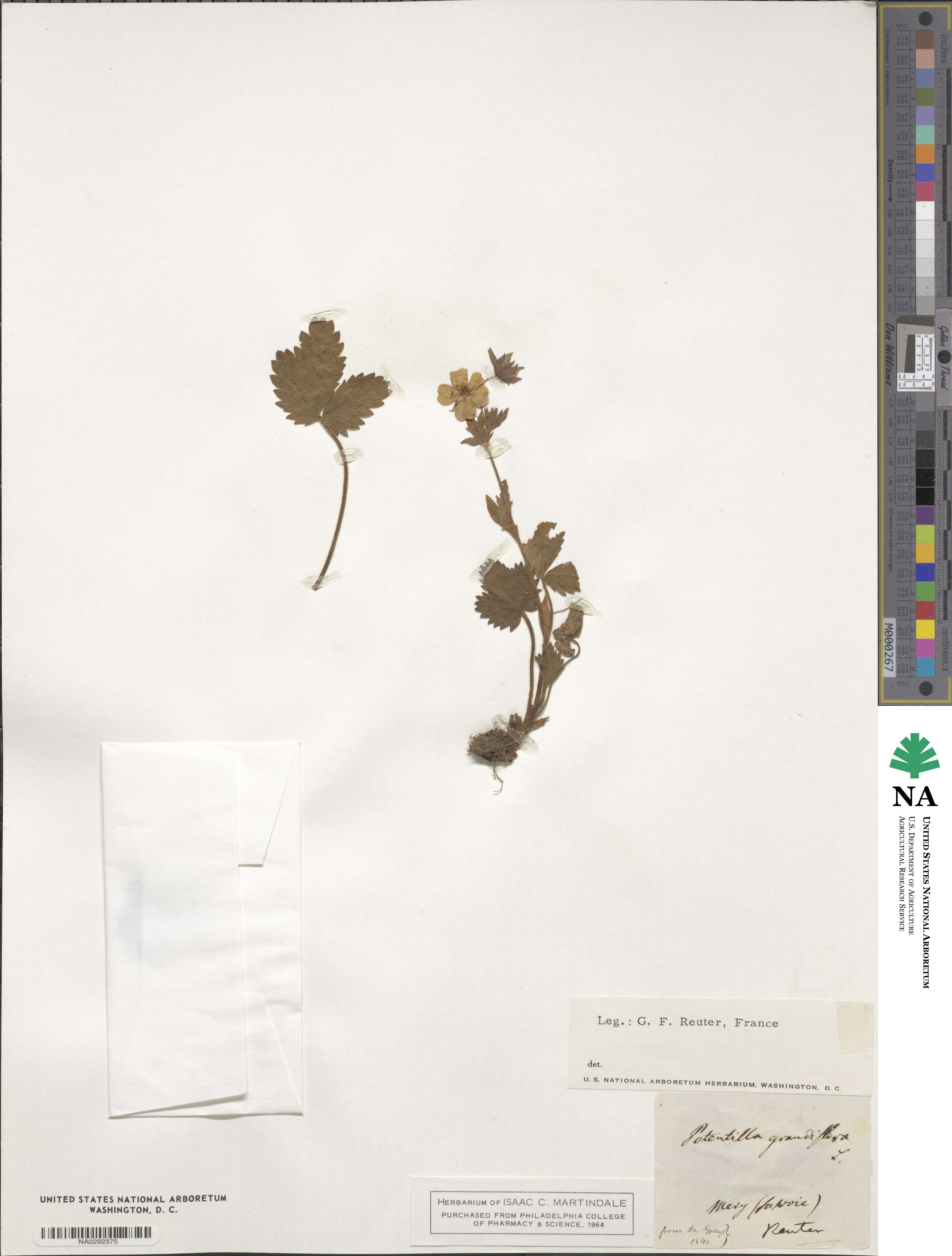 Potentilla grandiflora image