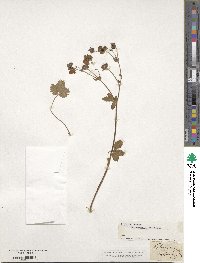 Potentilla grandiflora image