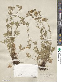 Potentilla hirta image