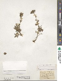 Potentilla hirta image