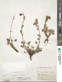 Potentilla hirta image