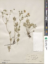 Potentilla recta image