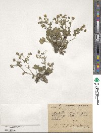 Potentilla humifusa image