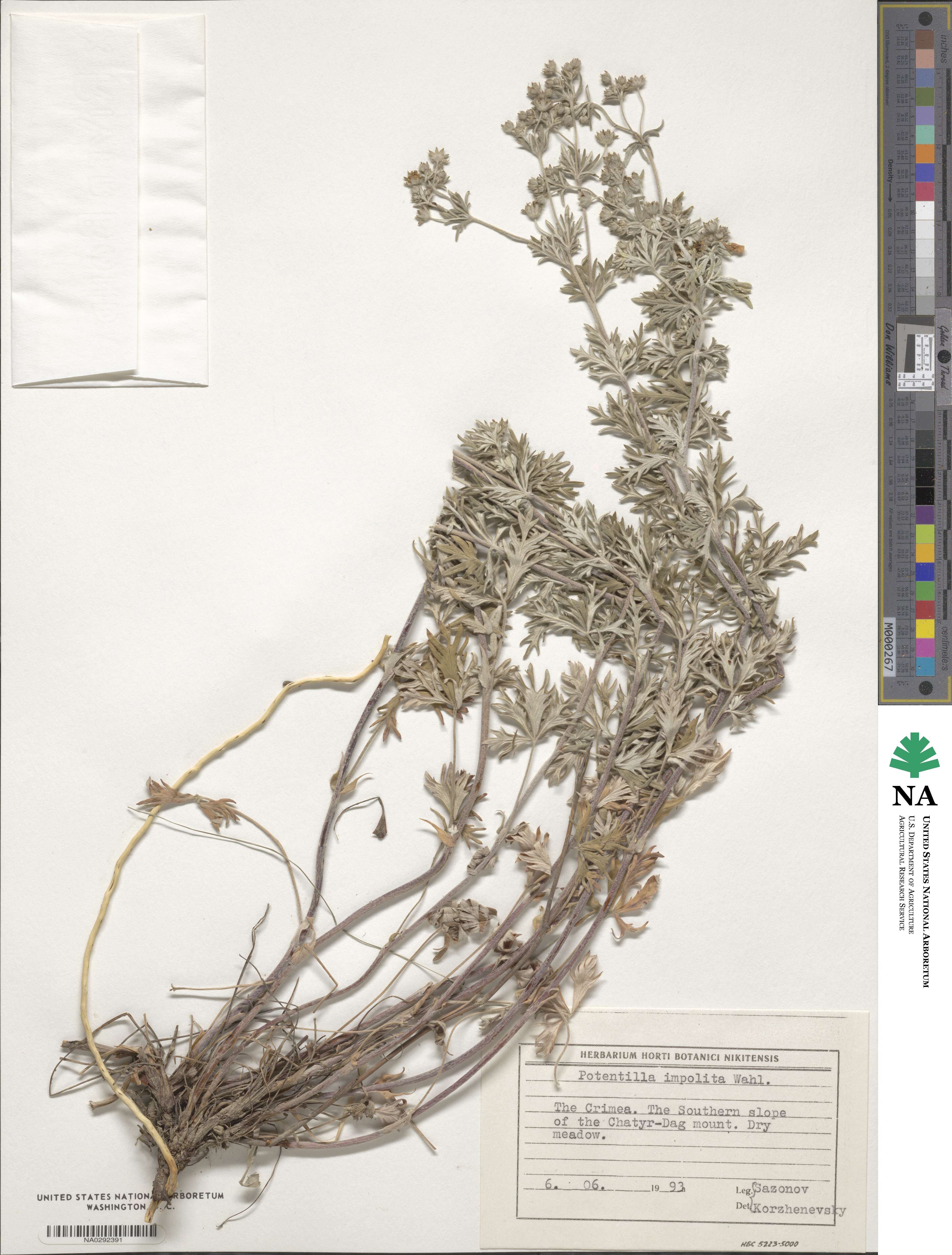 Potentilla inclinata image