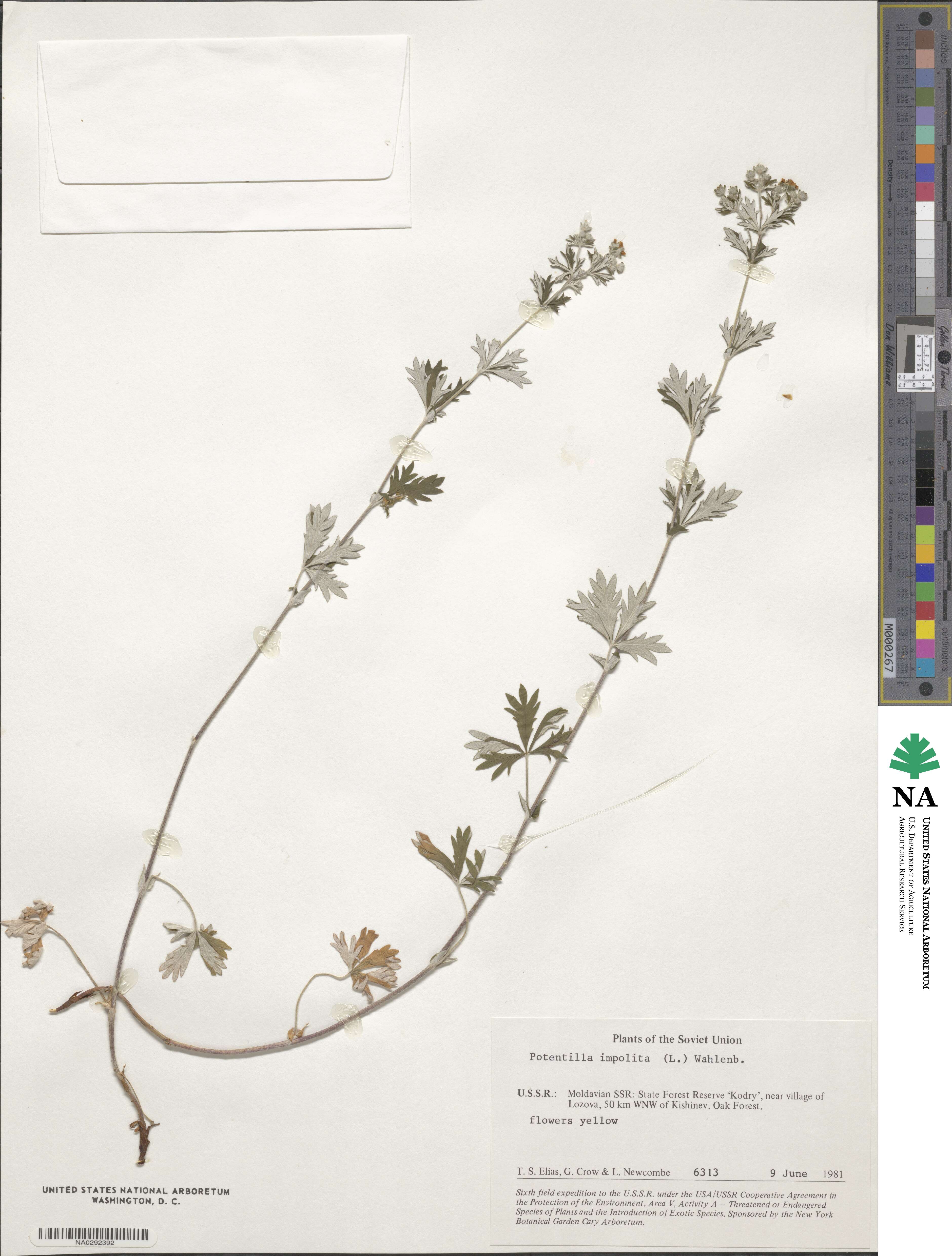 Potentilla inclinata image
