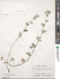 Potentilla inclinata image