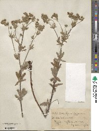 Potentilla inclinata image