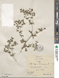 Potentilla intermedia image