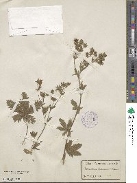 Potentilla intermedia image