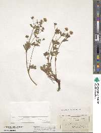 Potentilla intermedia image