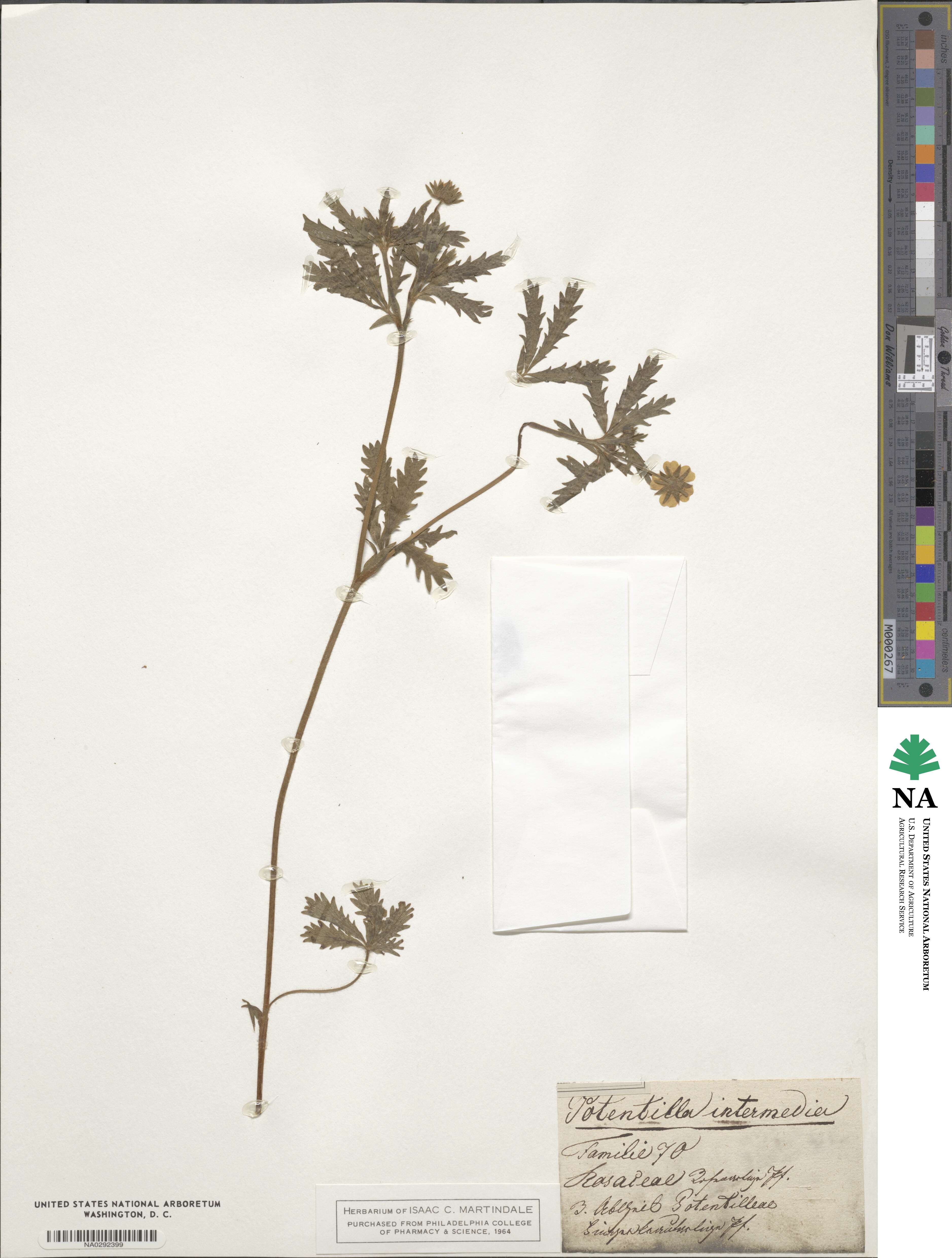 Potentilla intermedia image