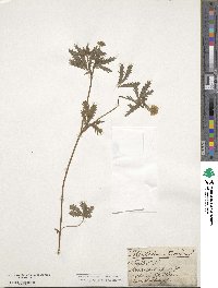 Potentilla intermedia image