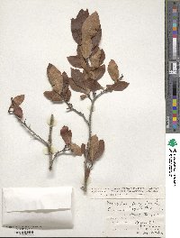 Mespilus germanica image