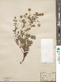 Potentilla maculata image