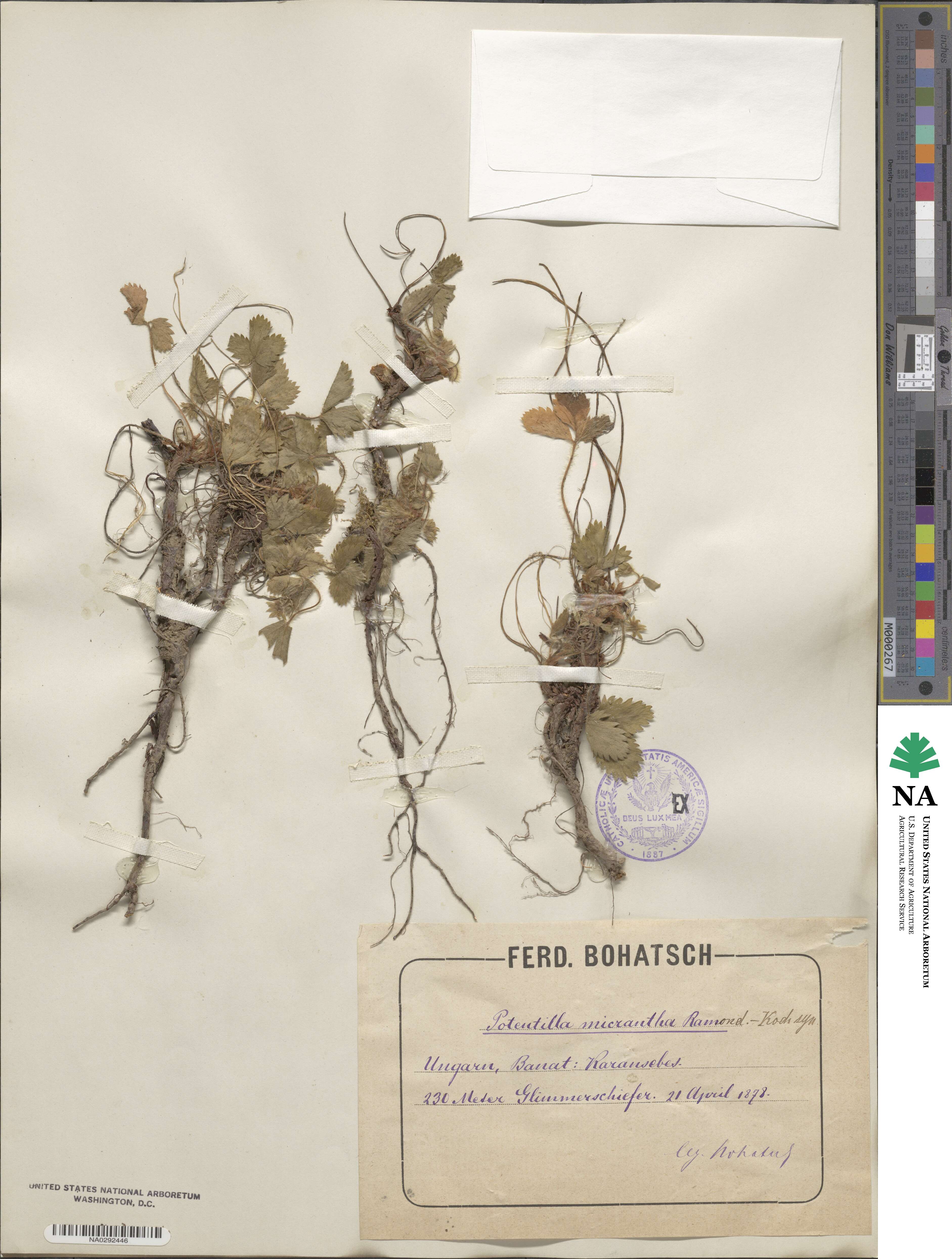 Potentilla micrantha image