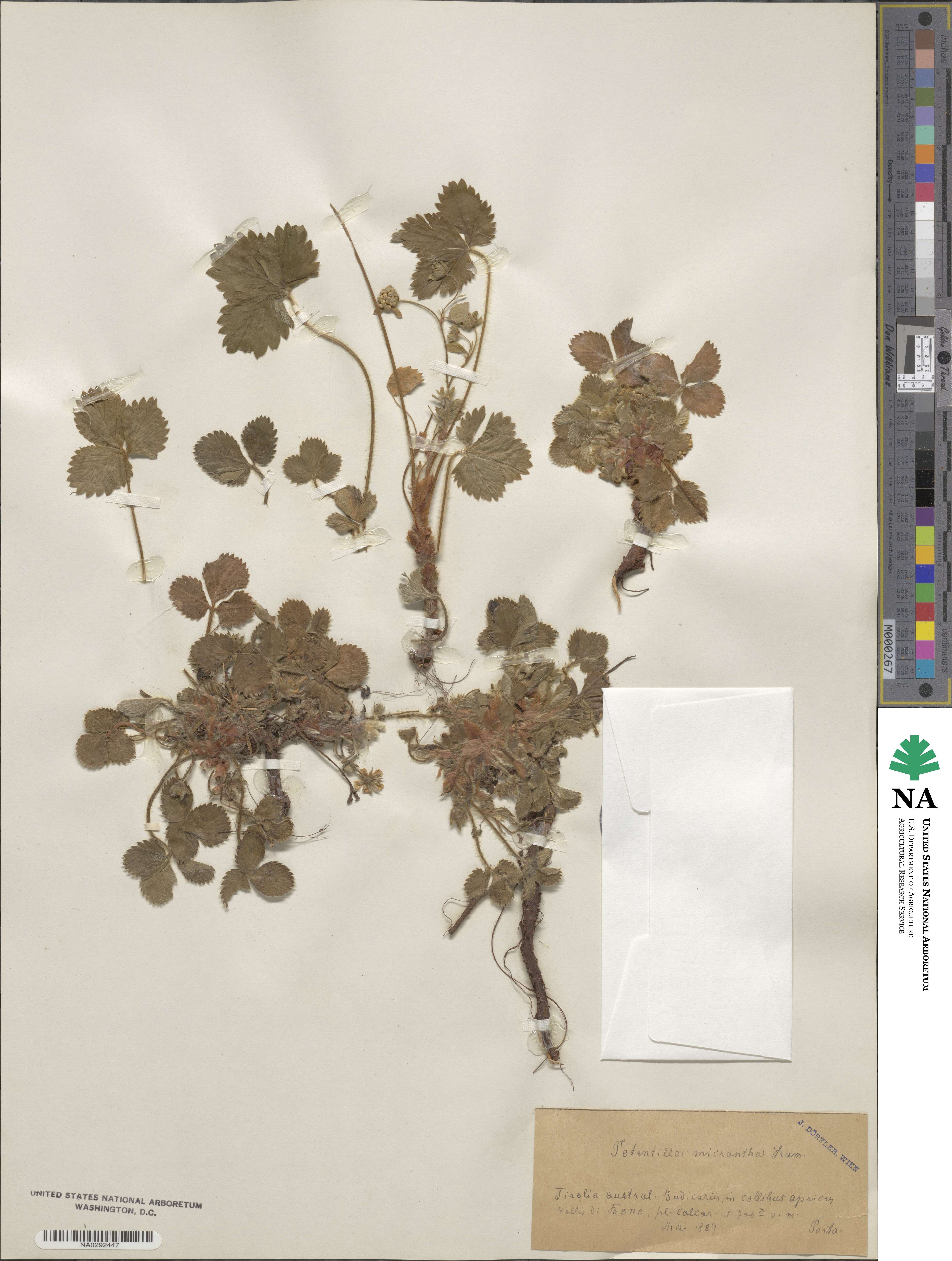 Potentilla micrantha image