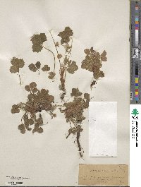 Potentilla micrantha image