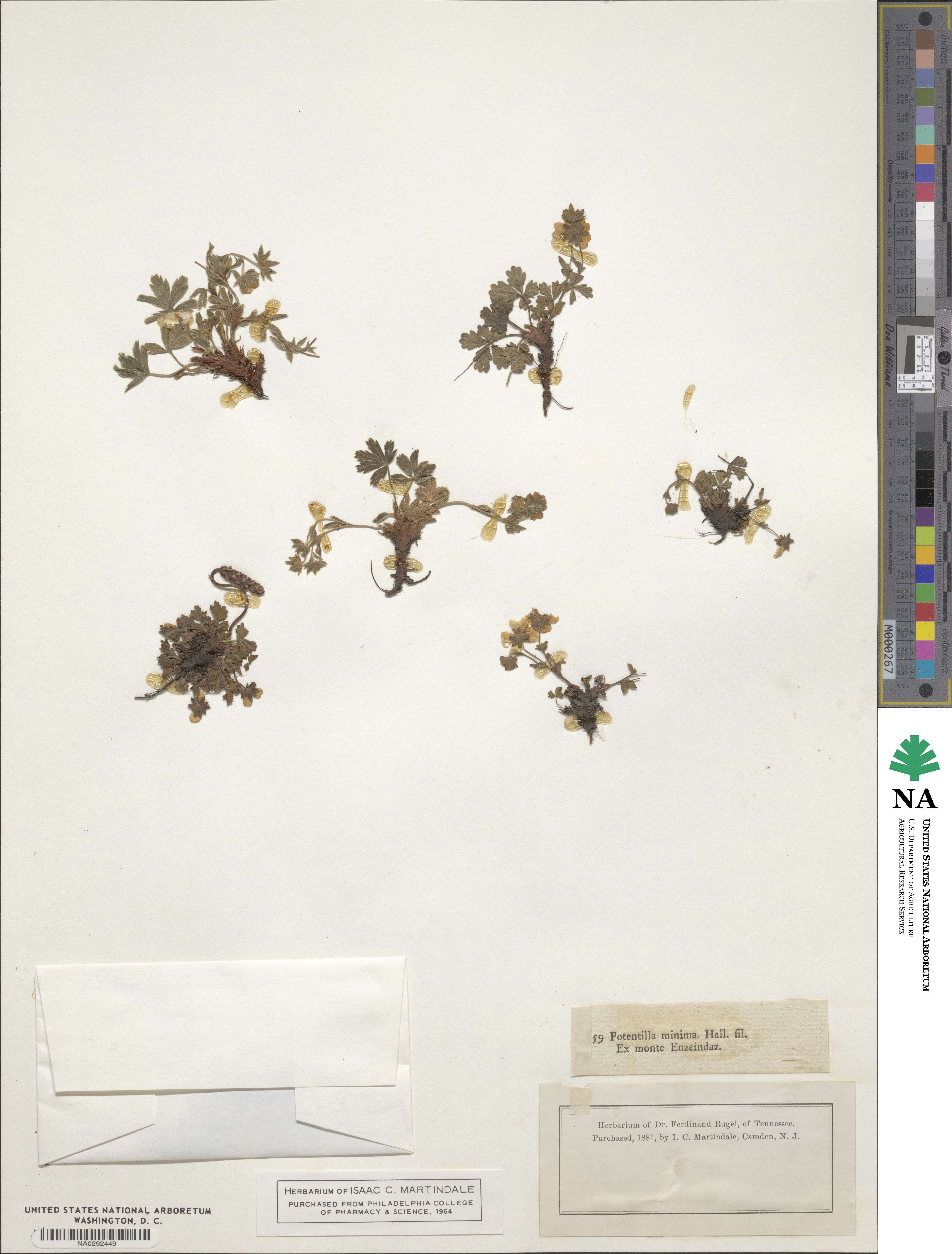 Potentilla brauneana image