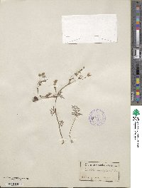 Potentilla multifida image