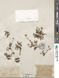 Potentilla multifida image