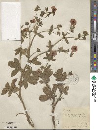 Potentilla nepalensis image