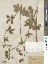 Potentilla nepalensis image