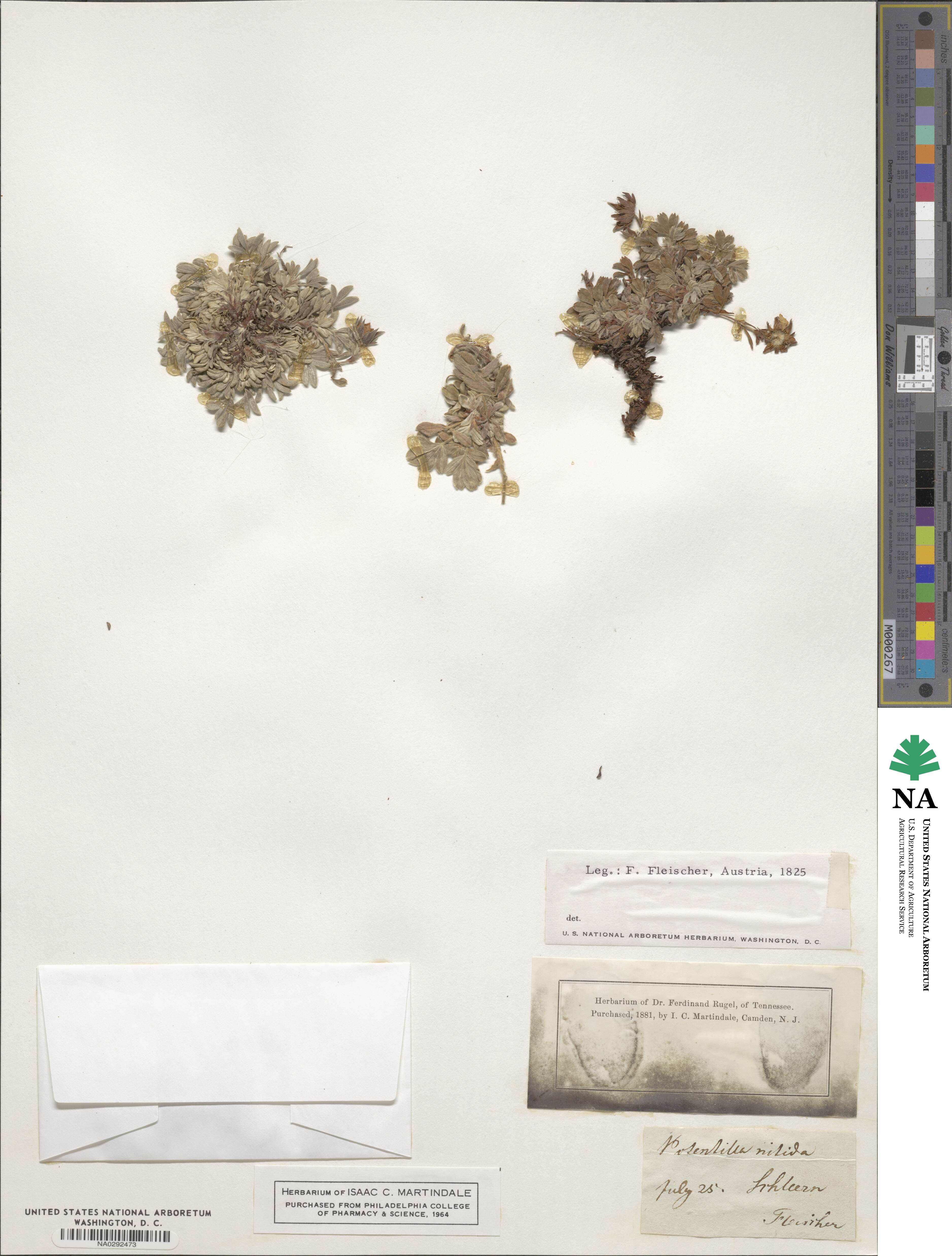 Potentilla nitida image