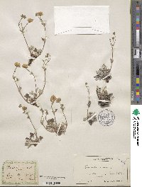 Potentilla nivea image