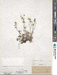 Potentilla nivea image