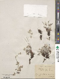 Potentilla nivea image