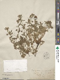 Potentilla norvegica image