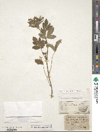 Potentilla norvegica image