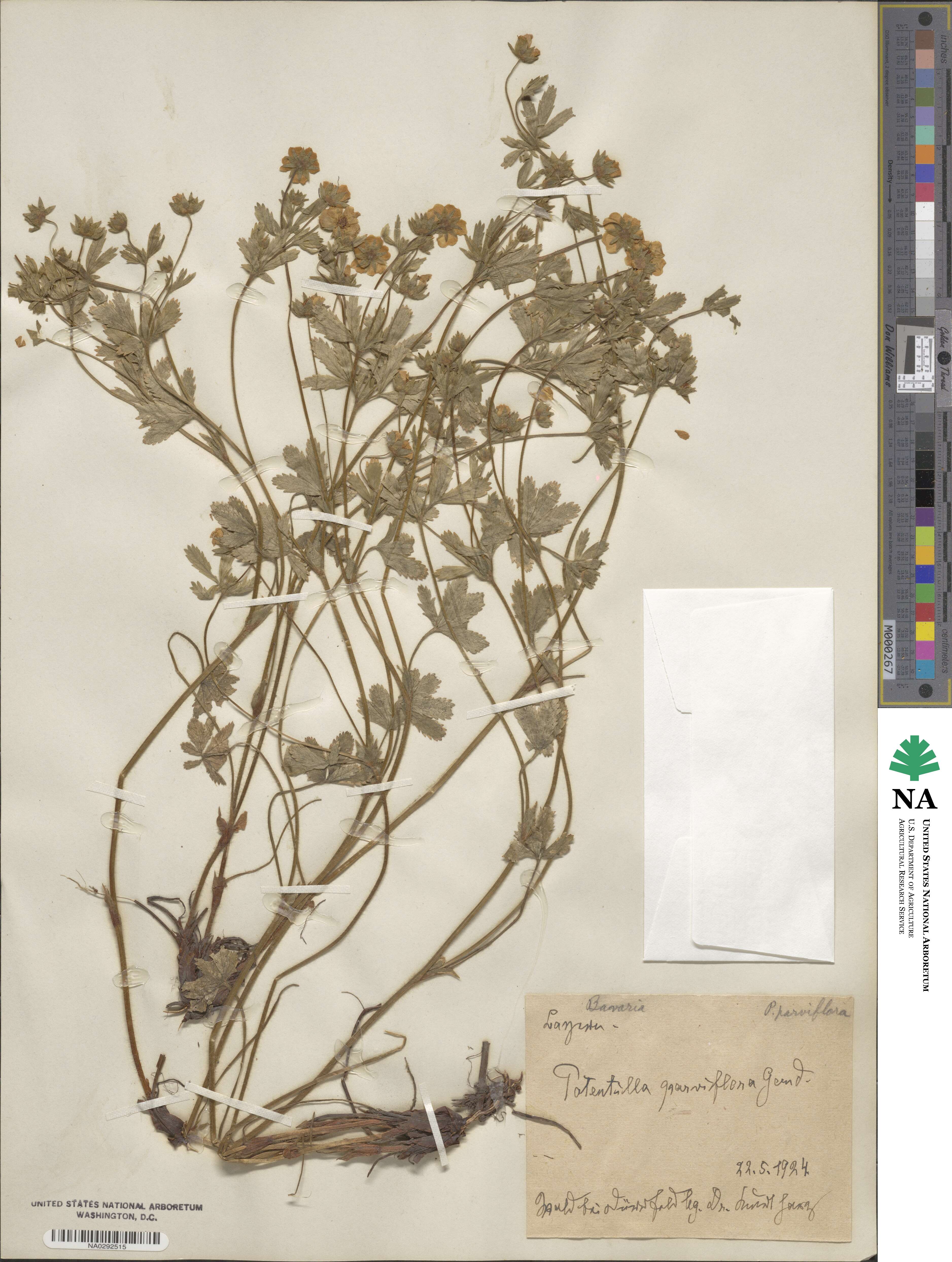 Potentilla parviflora image