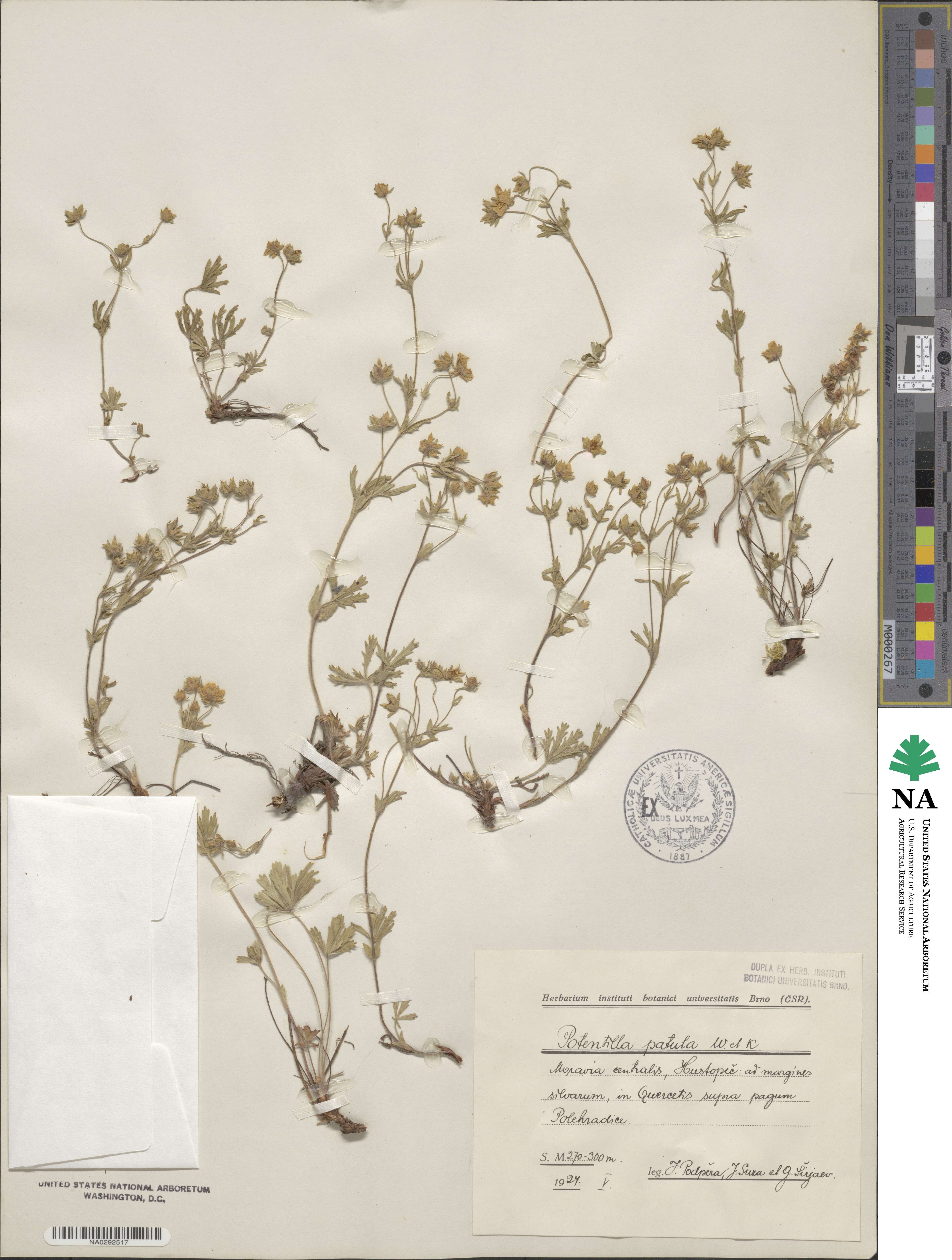 Potentilla patula image