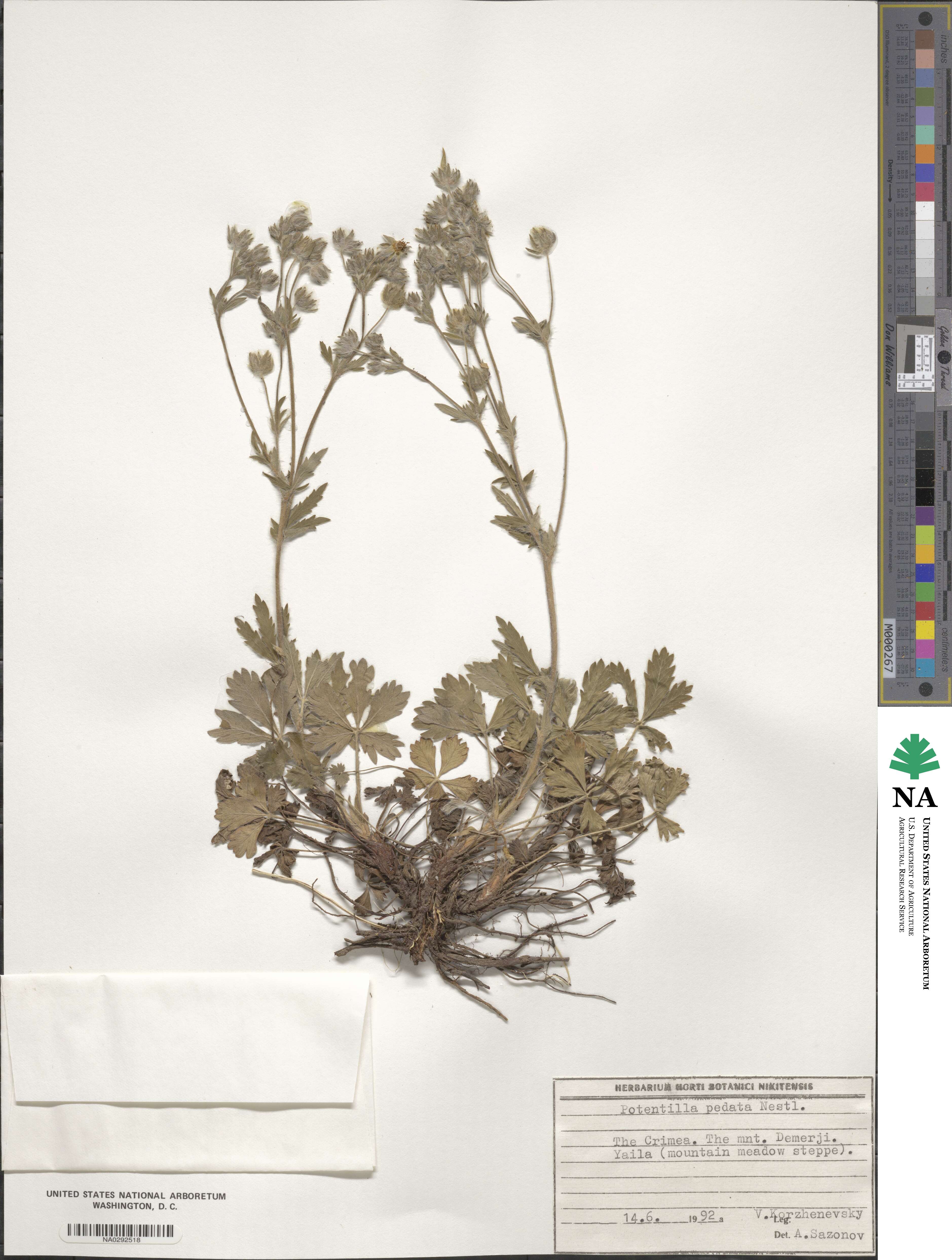 Potentilla pedata image