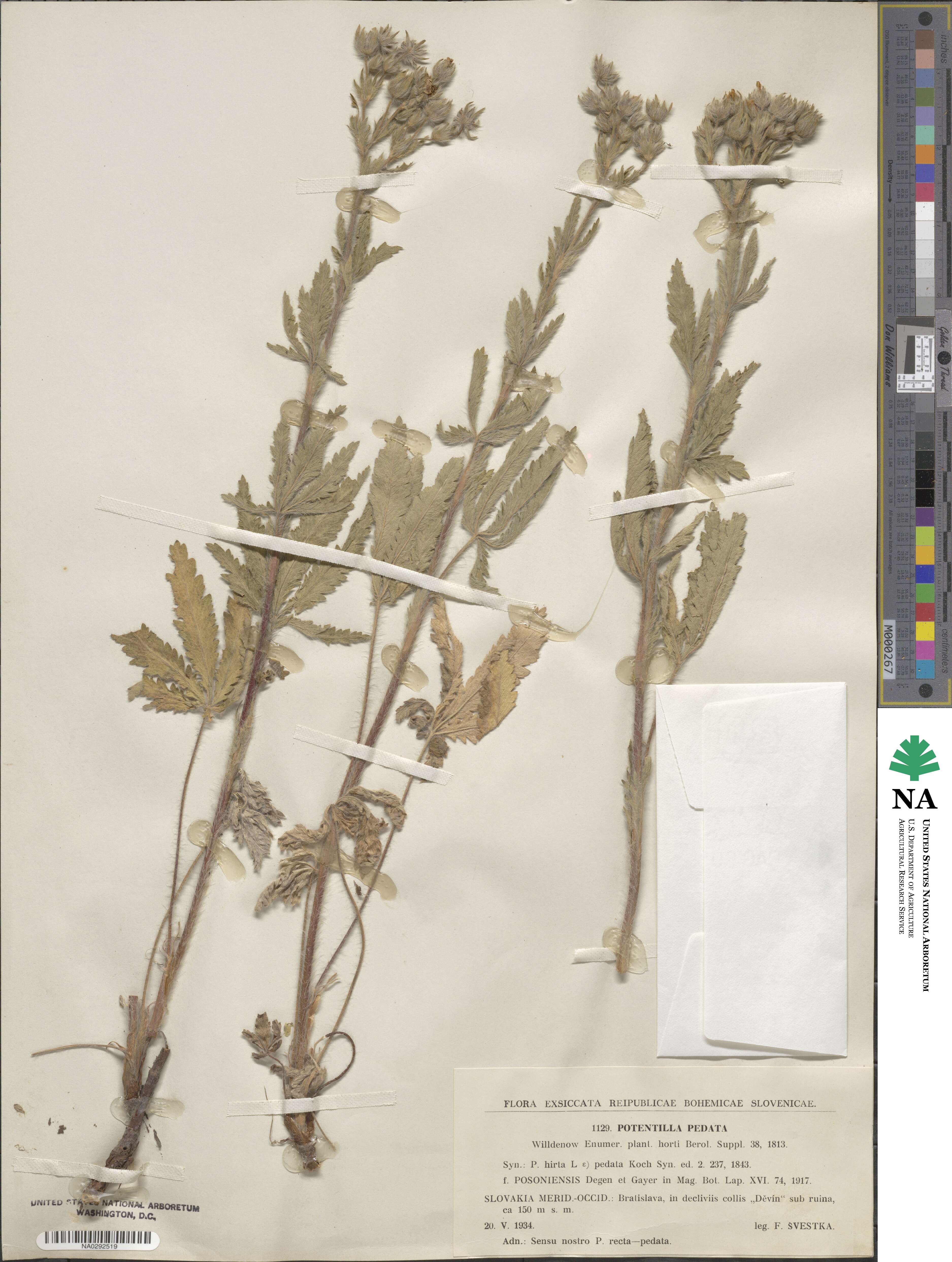 Potentilla pedata image