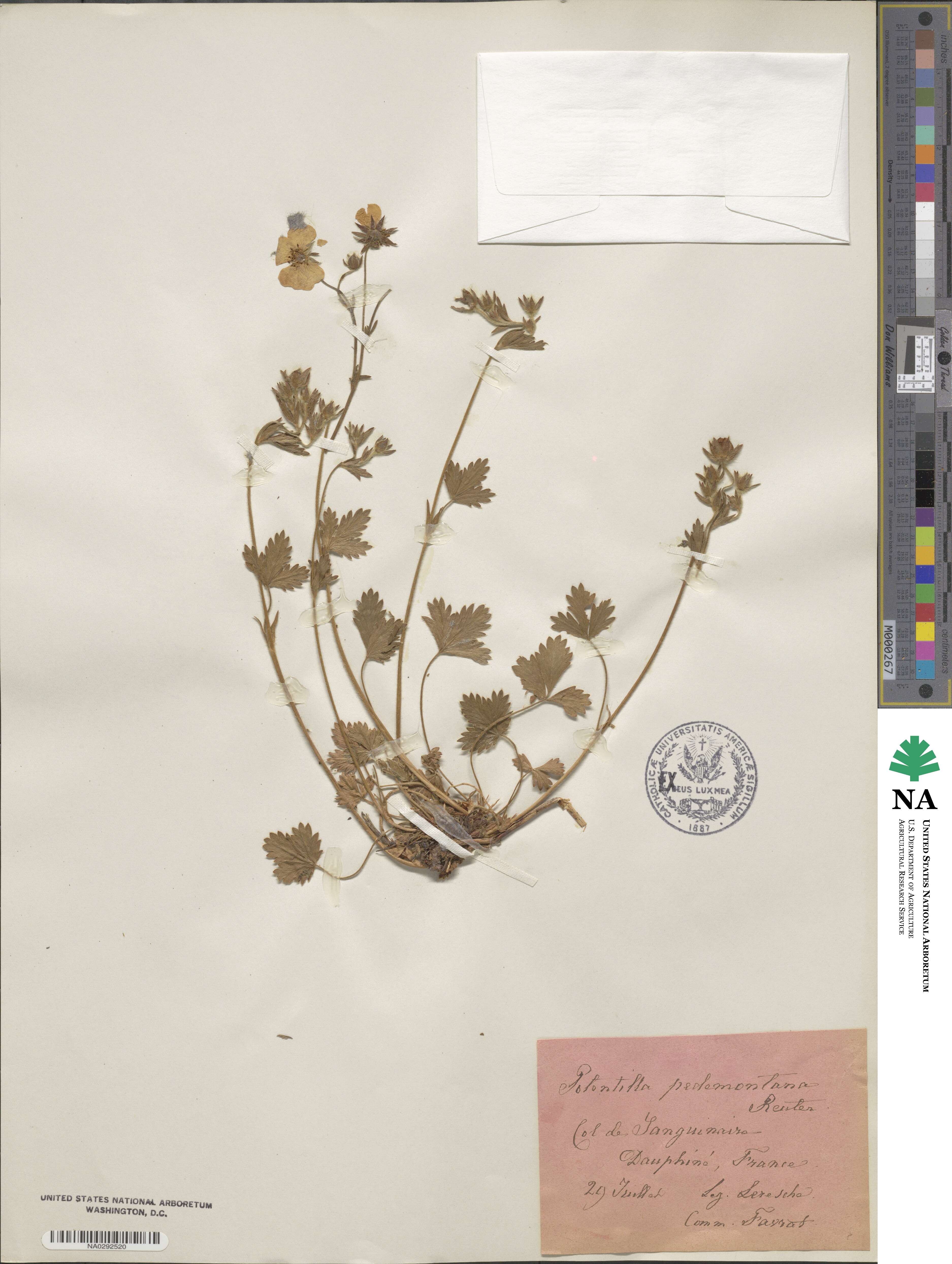 Potentilla grandiflora image