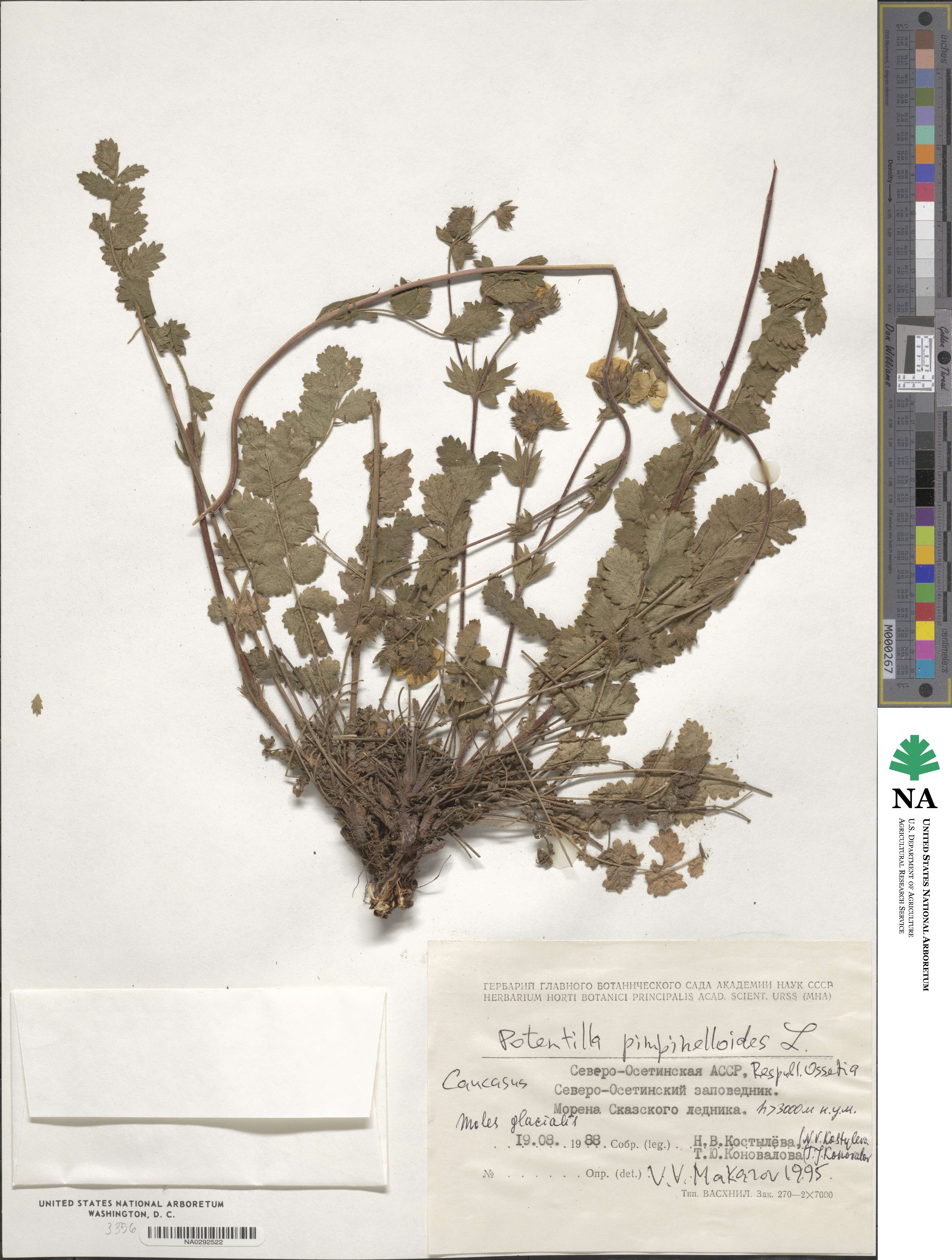 Potentilla pimpinelloides image