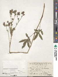 Potentilla recta image