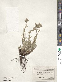 Potentilla recta image