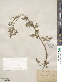 Potentilla recta image