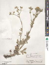 Potentilla recta image