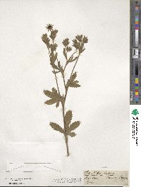 Potentilla recta image